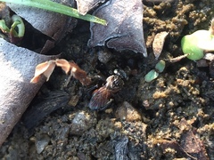 Tetragonula