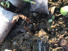 Tetragonula