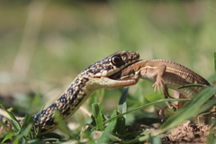 Orientocoluber spinalis