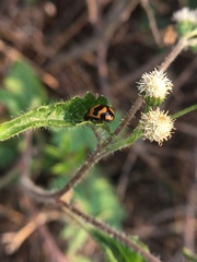 Coccinella transversalis