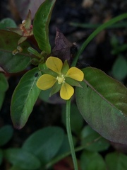 Ludwigia