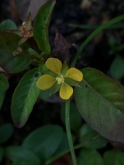 Ludwigia