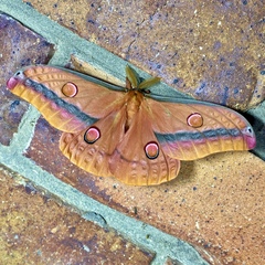 Opodiphthera loranthi