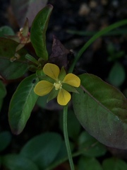 Ludwigia