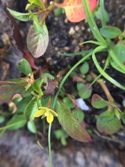 Ludwigia