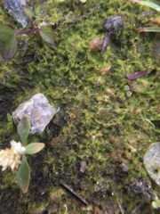 Bryophyta