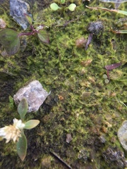 Bryophyta