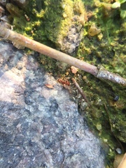 Solenopsis geminata