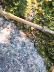 Solenopsis geminata