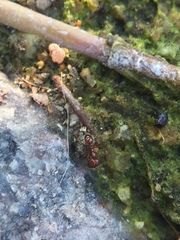 Solenopsis geminata