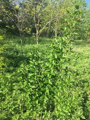 Ligustrum
