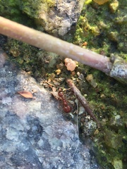 Solenopsis geminata