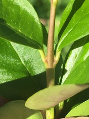 Ligustrum