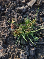 Cyperus