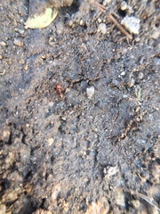 Solenopsis geminata