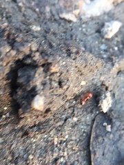 Solenopsis geminata