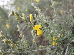 Genista canariensis image