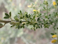 Genista canariensis image