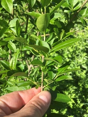 Ligustrum