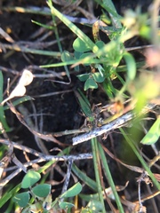 Orthoptera