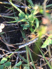 Orthoptera