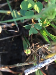 Orthoptera