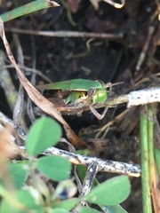 Orthoptera