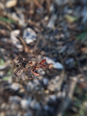 Hierodula tenuidentata