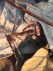 Hierodula tenuidentata