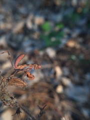 Hierodula tenuidentata