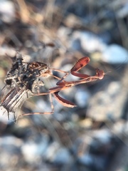 Hierodula tenuidentata