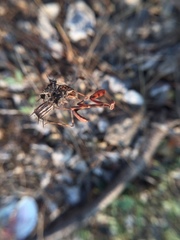 Hierodula tenuidentata