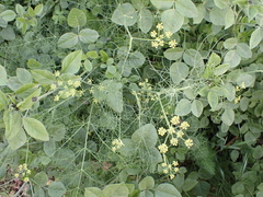 Anethum foeniculum image