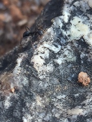 Lepisiota