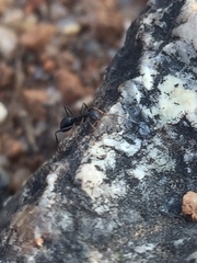Lepisiota