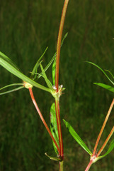 Spermacoce natalensis