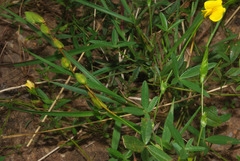 Zornia capensis image