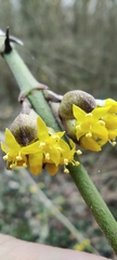 Cornus mas