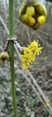 Cornus mas