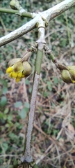 Cornus mas