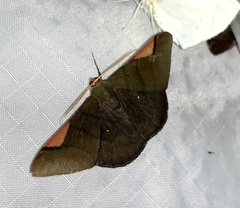 Sphacelodes vulneraria