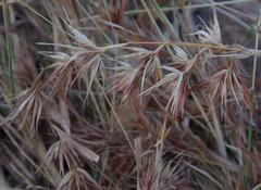 Themeda quadrivalvis