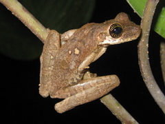 Osteocephalus taurinus