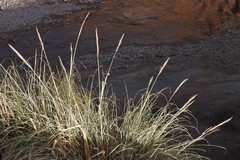 Cortaderia speciosa