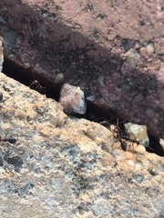 Lepisiota