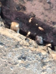 Lepisiota