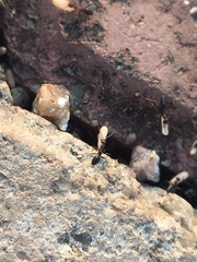 Lepisiota