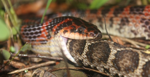 Red-banded Snake, 대한민국 대구광역시 달서구, photo 6 of 10
