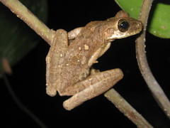 Osteocephalus taurinus