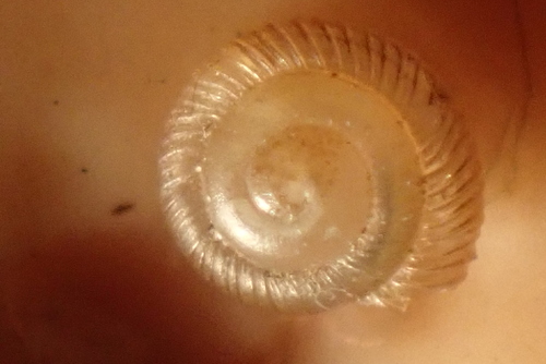 Strobilops aenea, 2022-01-29